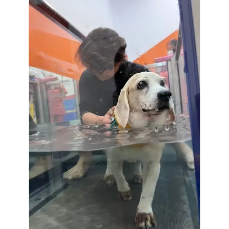 Stainless Steel Dog Hydrothera - огляд і ціна Pet Supplies And More